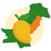 Punjab Mango