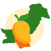 Sindh Mango