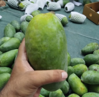Sindhri Mango