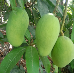 mangoes